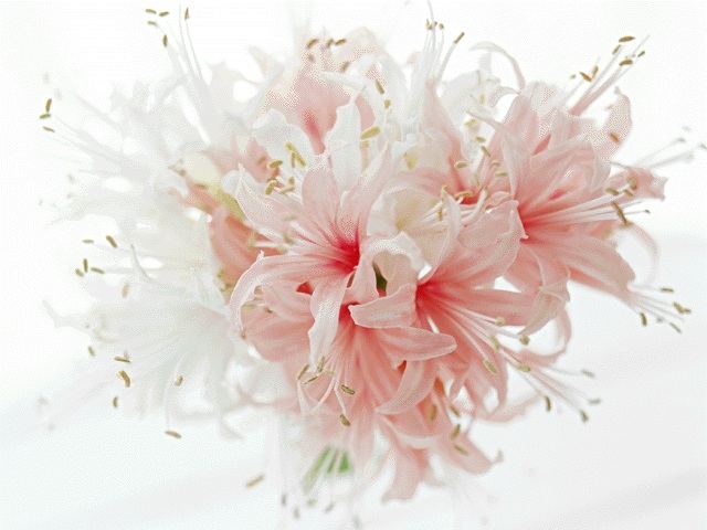 コミュニケーションゲーム 大阪 | ハルモニア・フォーラム