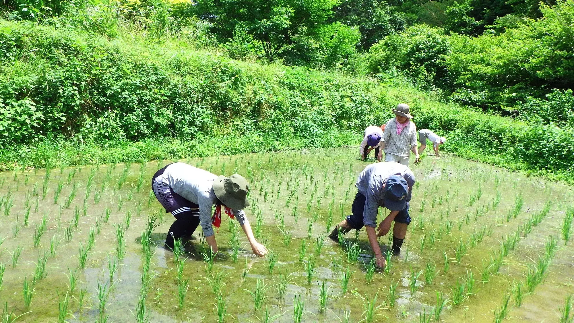 田植え【代掻き】