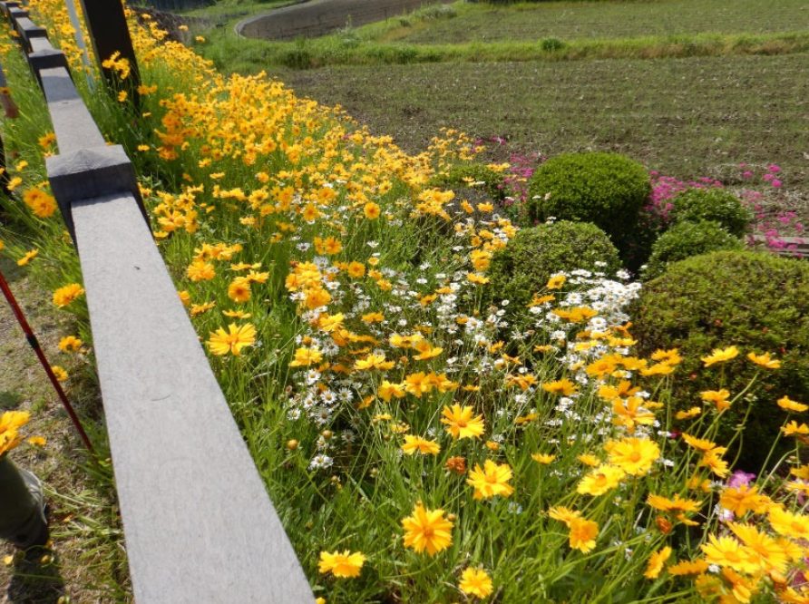 道沿いに咲いている草花。黄色いのは「つめ草」？ イメージ