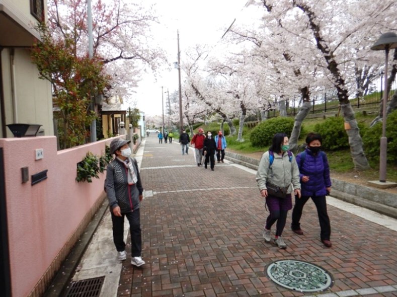 履中天皇陵の西側の桜並木道　 イメージ