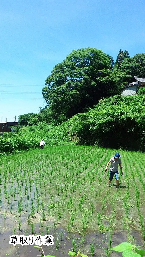 河南町の田んぼ イメージ