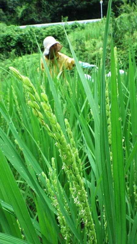 稲の花 イメージ