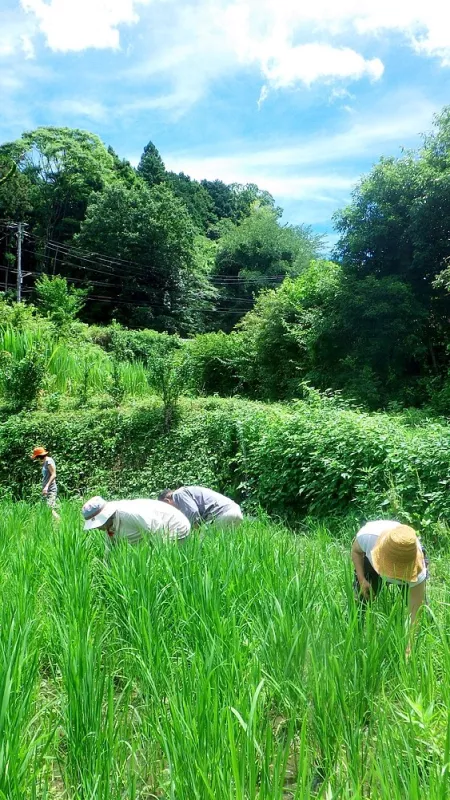 河南町の田んぼ イメージ