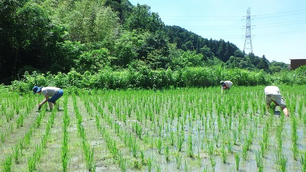 ６月２９日　田んぼの草引き