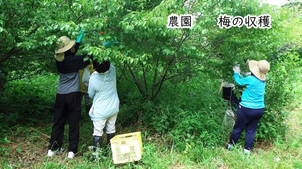 梅の収穫 イメージ