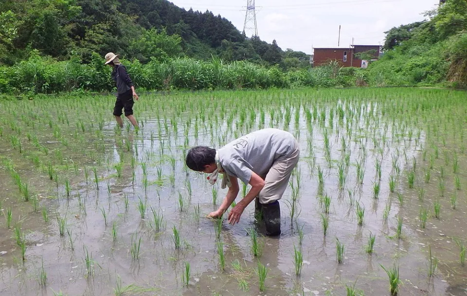 田んぼの草引きと梅の収穫