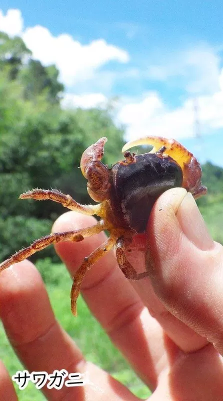 サワガニ発見 イメージ