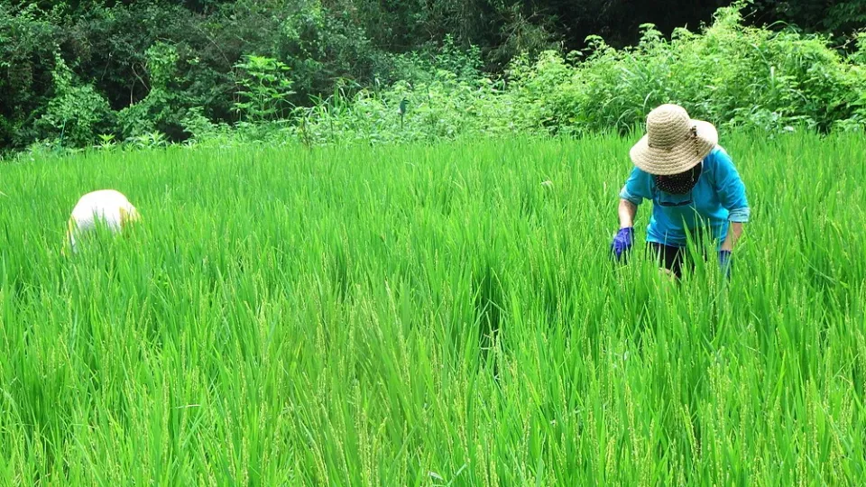 ８月９日の田んぼ イメージ