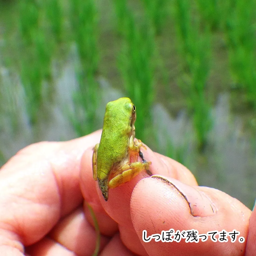 おたまじゃくしがもう蛙になりました イメージ