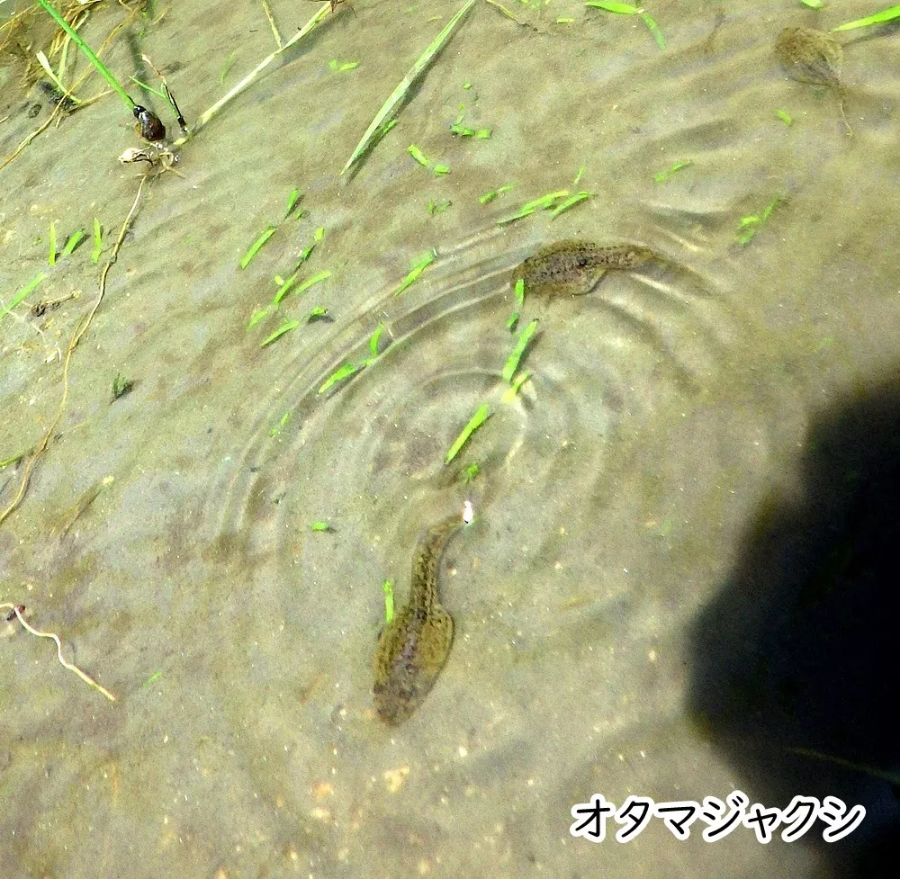 おたまじゃくしも大きくなってきました イメージ