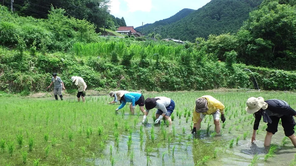 河南町の田んぼ イメージ