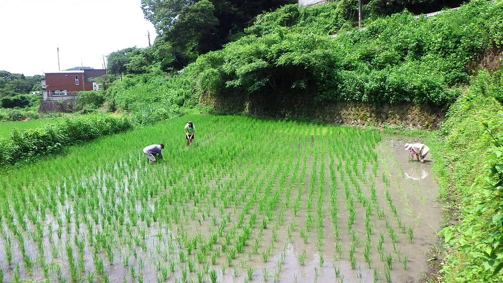 ７月７日　田んぼの草引き